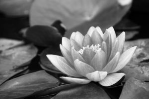 water-lily-woodstock-healing-arts-disclaimer